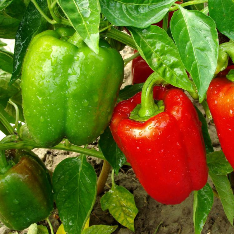 California Wonder Sweet Pepper