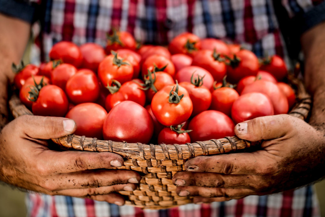 Growing Tomatoes in Florida