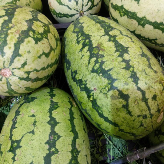 Jubilee Watermelon