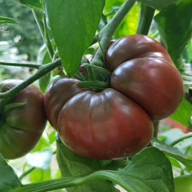 Black Krim Tomato