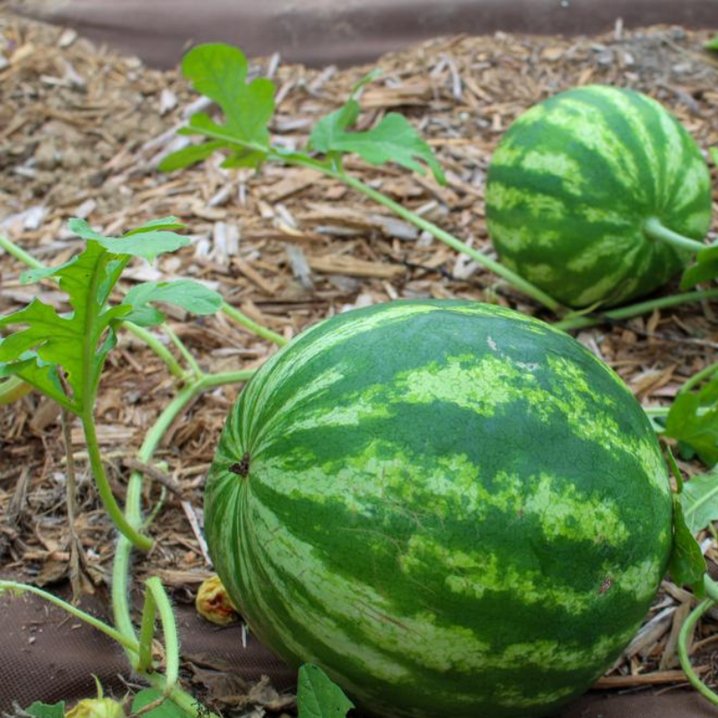 Crimson Sweet Watermelon