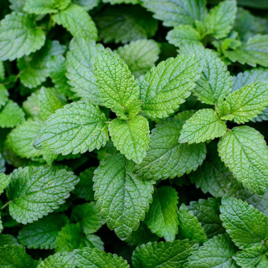 Lemon balm