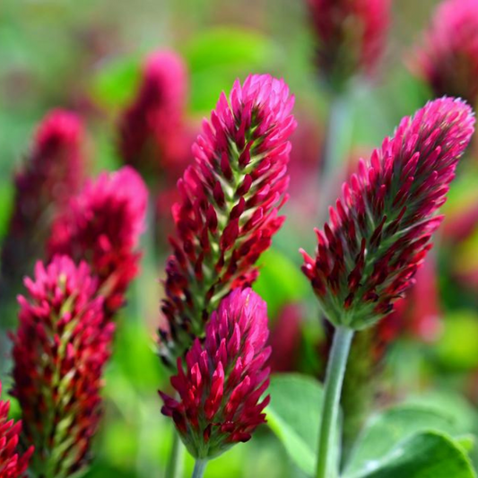 Crimson Clover