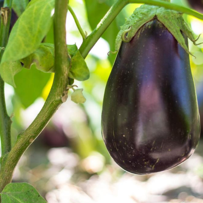 Black Beauty Eggplant