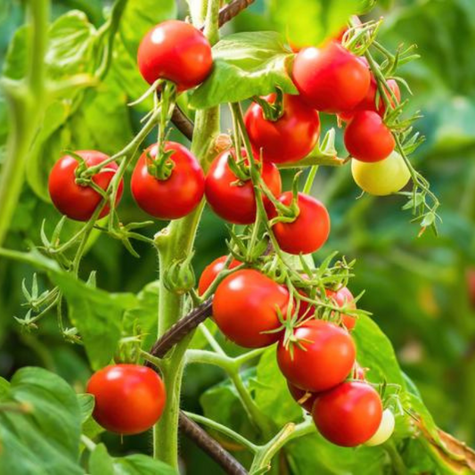 Large Red Cherry Tomato