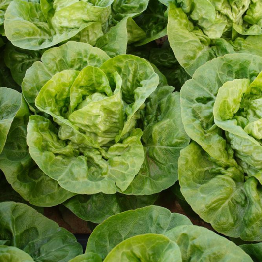 Little Gem Lettuce