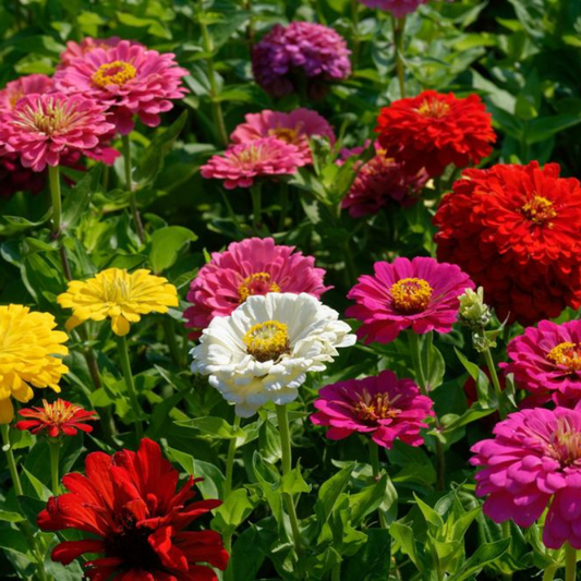 California Giants Zinnia