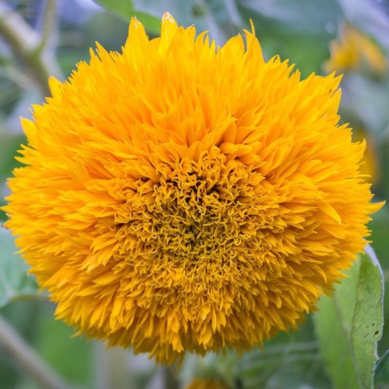 Goldie F1 Sunflower