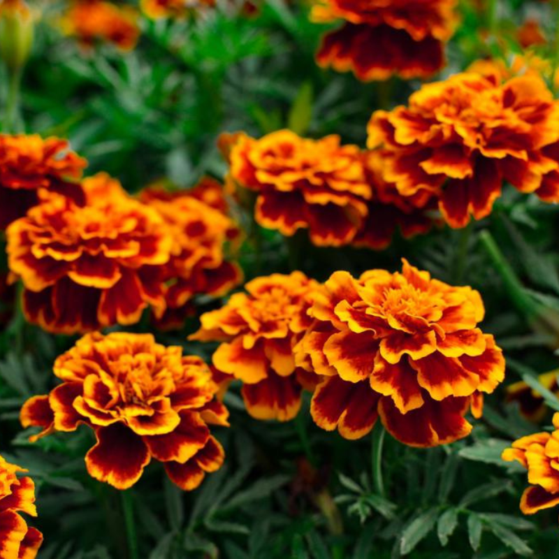 Sparky French Marigold