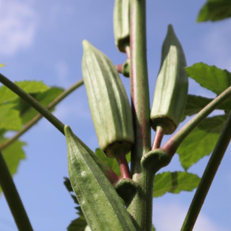 Clemson Spineless 80 Okra