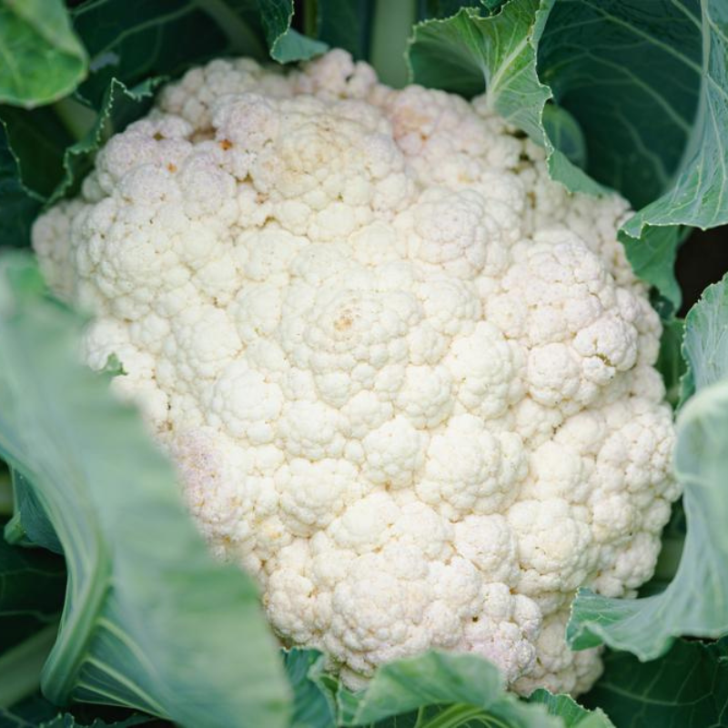 Snowball Y Improved Cauliflower