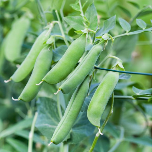 Sugar Snap Peas