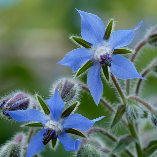 Borage