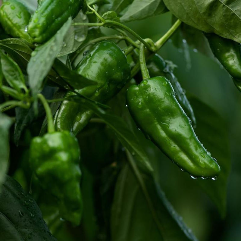 Padron Pepper