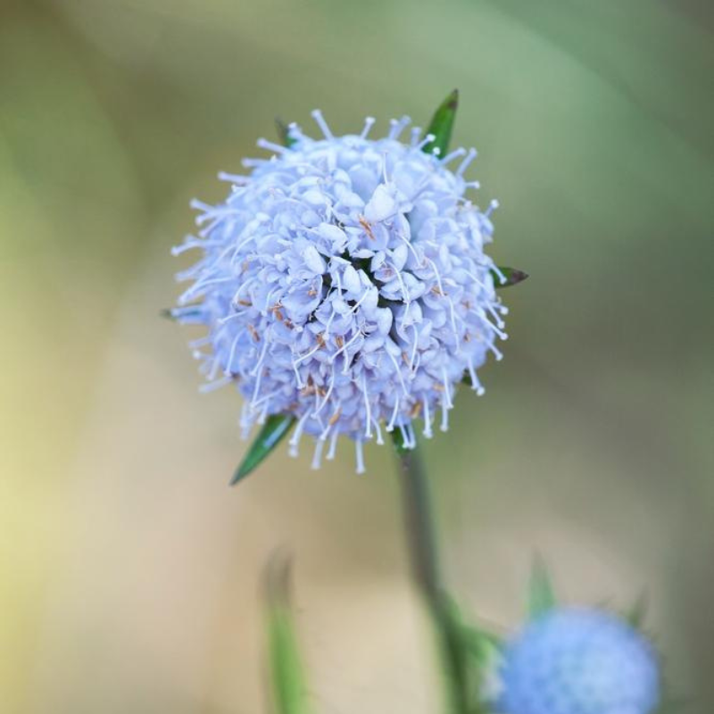 Lacy Lavender Blue (Didiscus)