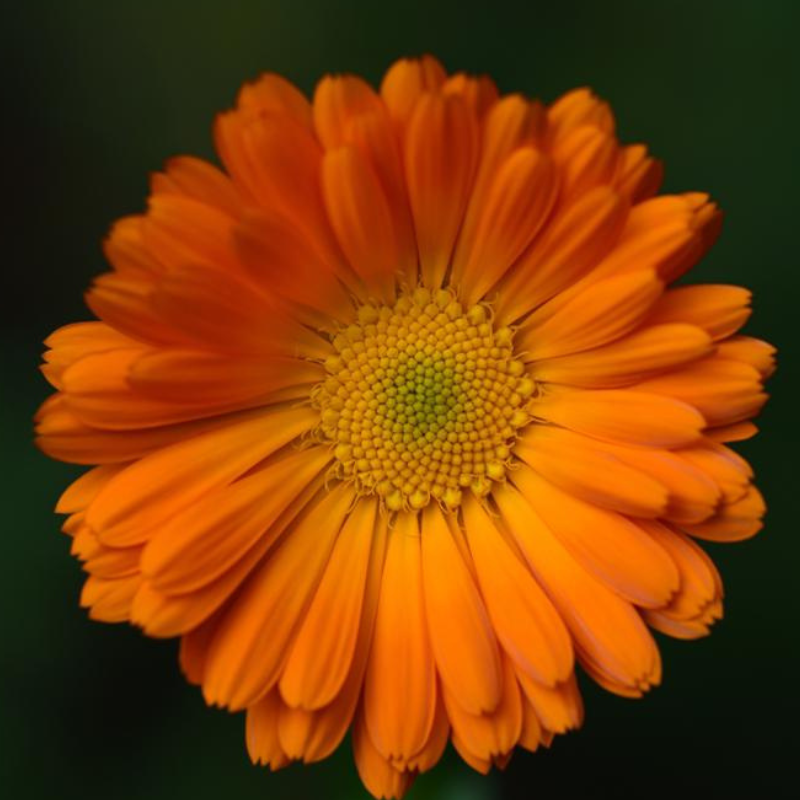 Alpha Calendula