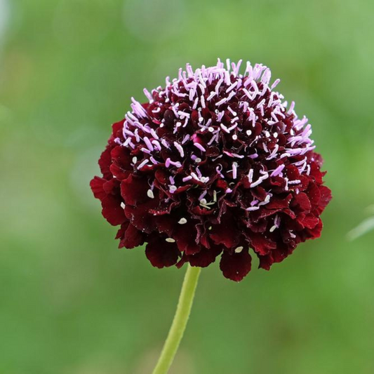 Merlot Red (Scabiosa)