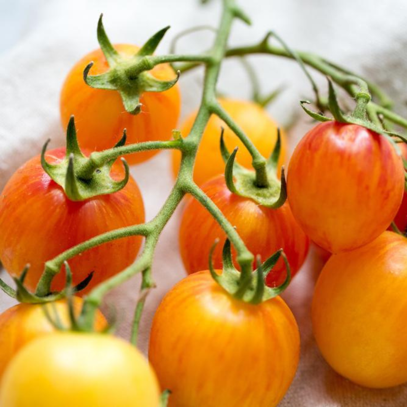 Sunrise Bumble Bee Tomato