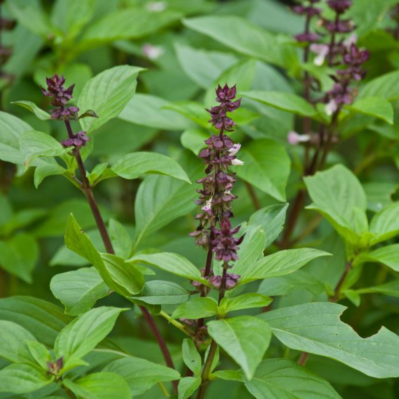 Kapoor Tulsi (Holy Basil)