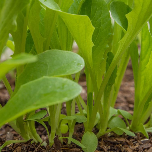 Parris Island Romaine