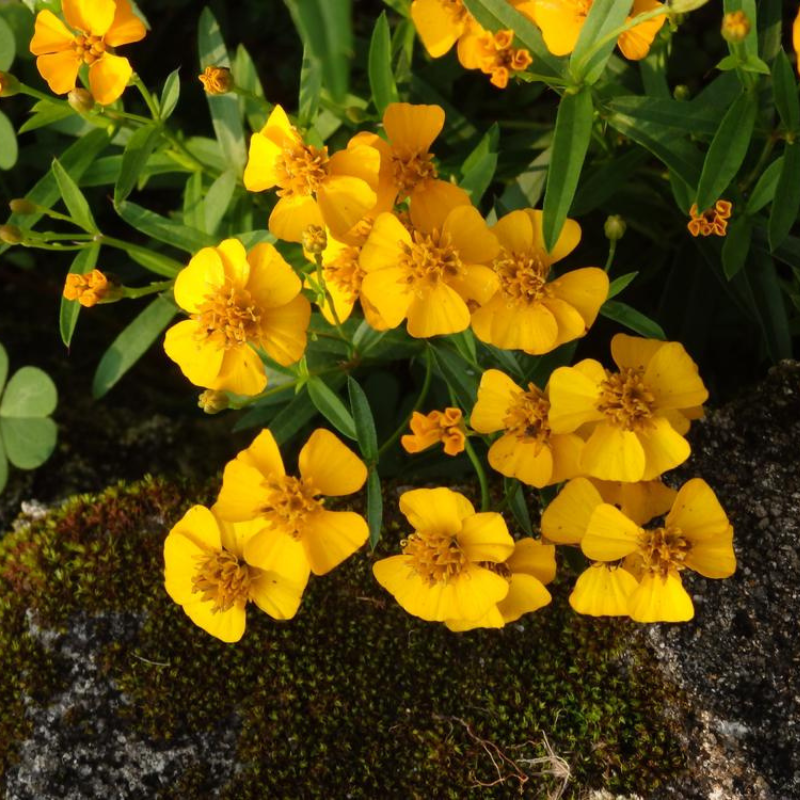 Mexican Mint Marigold