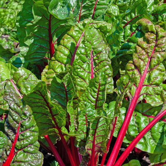 Ruby Red Swiss Chard