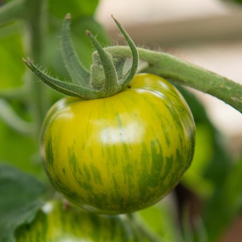 Green Zebra Tomato