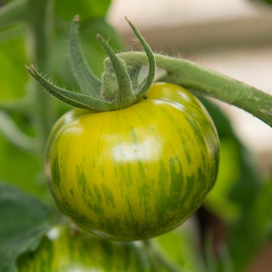 Green Zebra Tomato