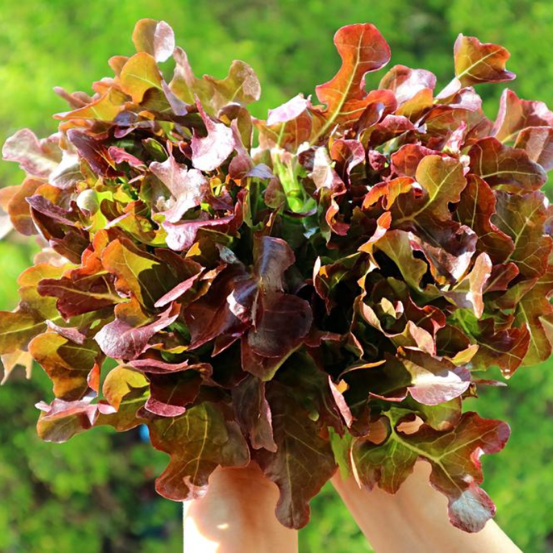 Red Sail Lettuce