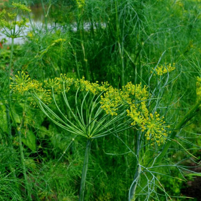 Bouquet Dill