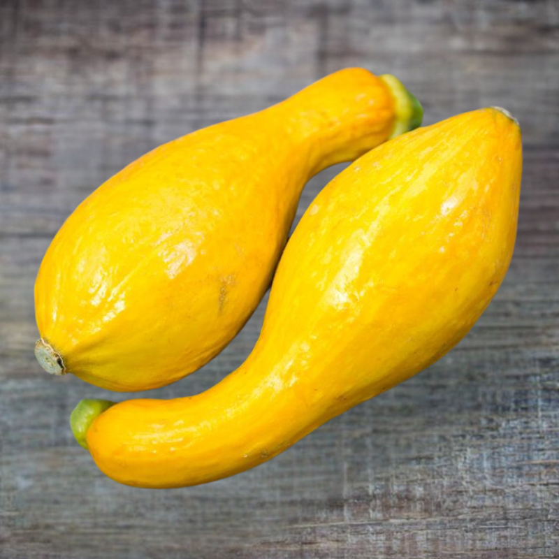 Yellow Croockneck Squash