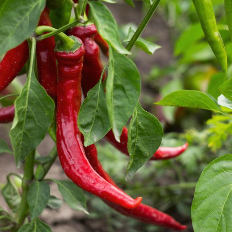 Cayenne Red Long Thin Pepper