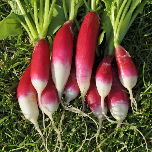 French Breakfast Radish