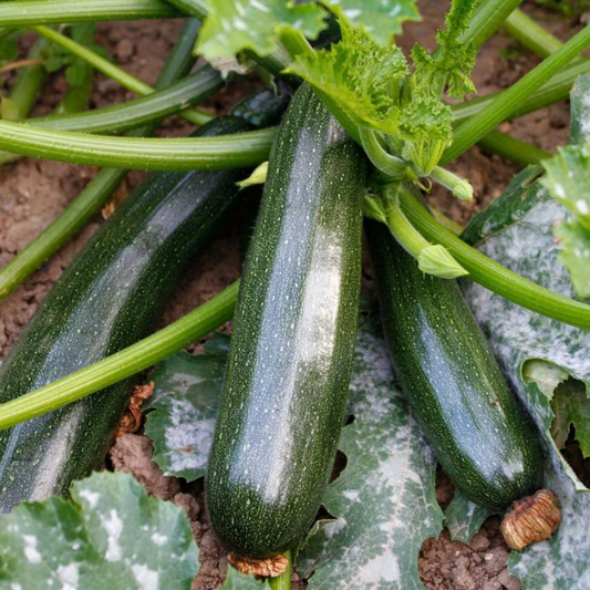 Black Beauty Zucchini