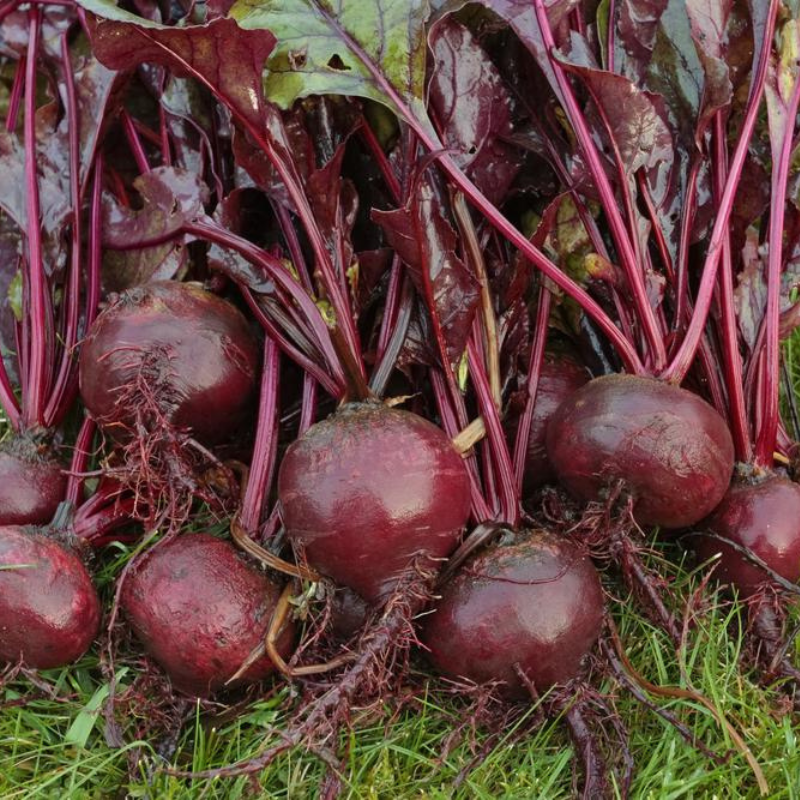 Detroit Dark Red Beets