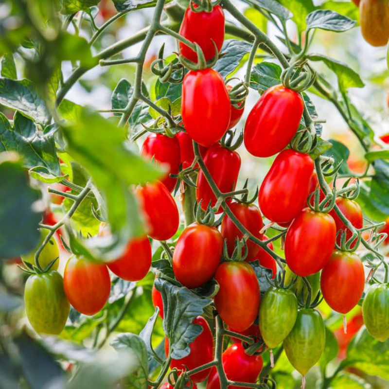 Roma Paste Tomato